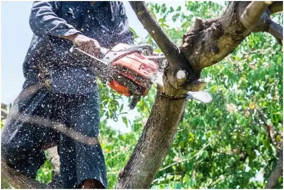 tree services Yoakum